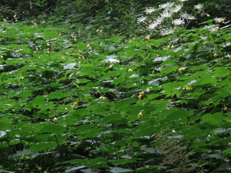 キレンゲショウマ