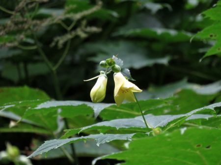 キレンゲショウマ