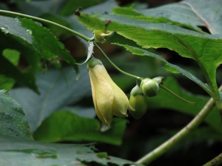 キレンゲショウマ