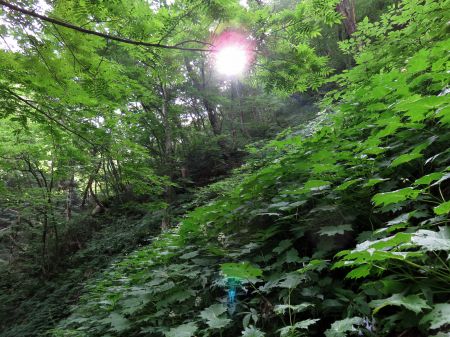 キレンゲショウマ