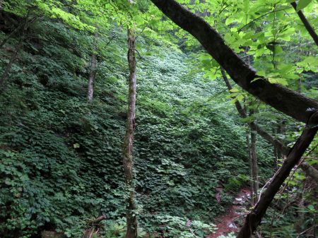 キレンゲショウマ