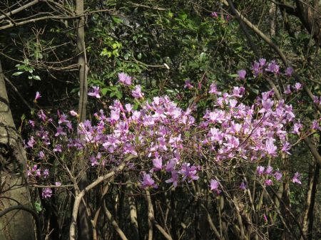 コバノミツバツツジ
