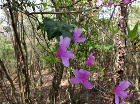 コバノミツバツツジ