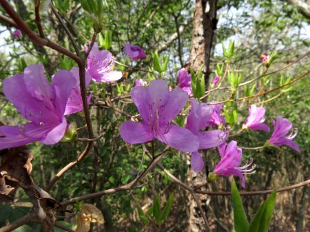 申し訳程度のツツジ…
