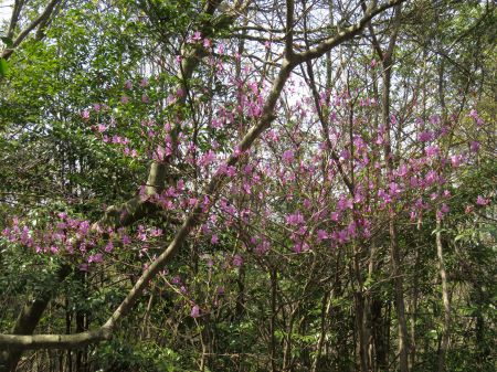 コバノミツバツツジ