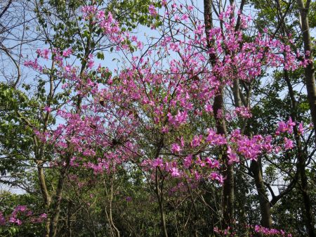 コバノミツバツツジ