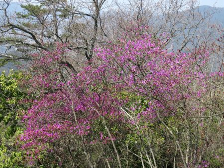 コバノミツバツツジ