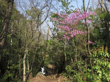 コバノミツバツツジ