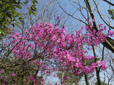 コバノミツバツツジ