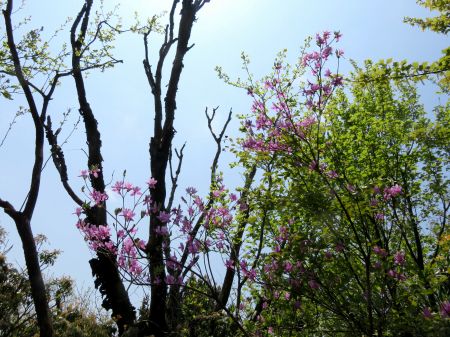 コバノミツバツツジ