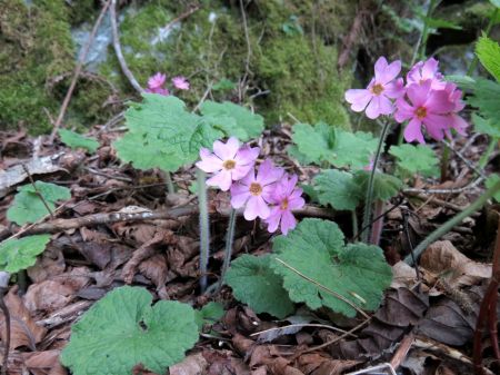 シコクカッコウソウ