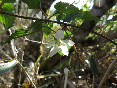 ナガバモミジイチゴ