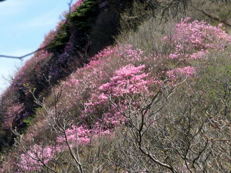 アケボノツツジ