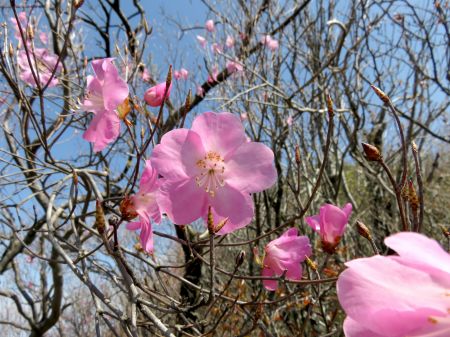 アケボノツツジ