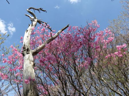 アケボノツツジ