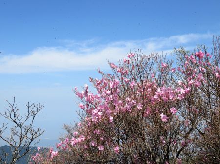 アケボノツツジ