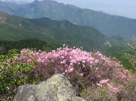 アケボノツツジ