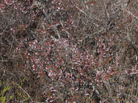 イシヅチザクラ