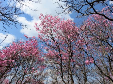 アケボノツツジ