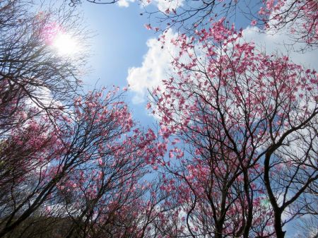 アケボノツツジ