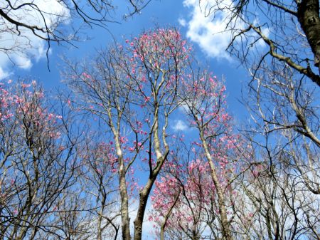 アケボノツツジ