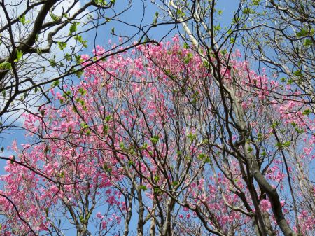 アケボノツツジ