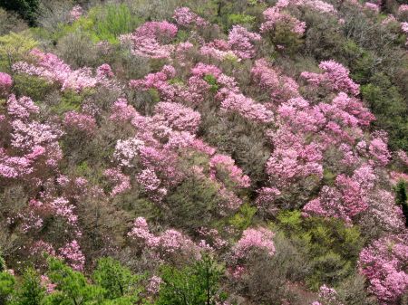 アケボノツツジ