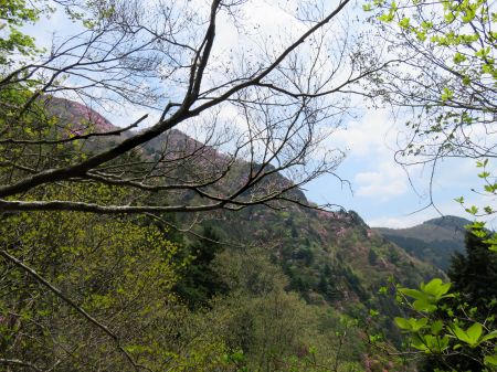 アケボノツツジ