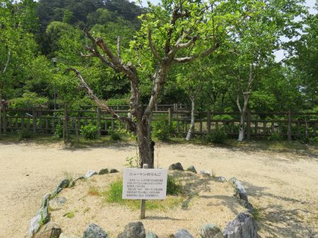 ニュートンのりんご