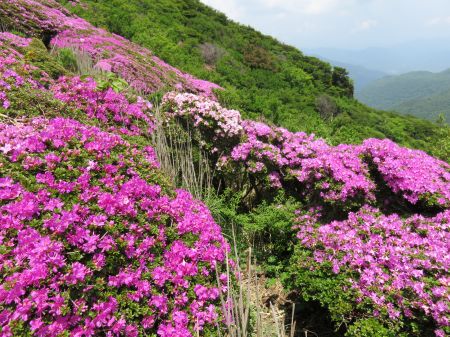 ミヤマキリシマ