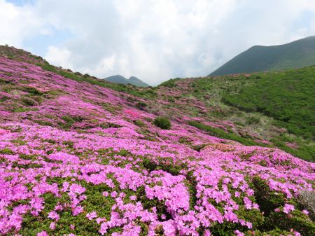 ミヤマキリシマ