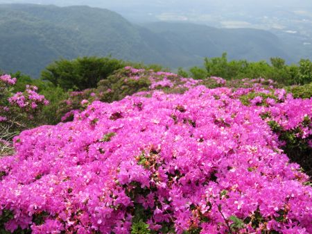 ミヤマキリシマ