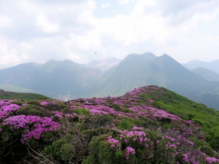 ミヤマキリシマ