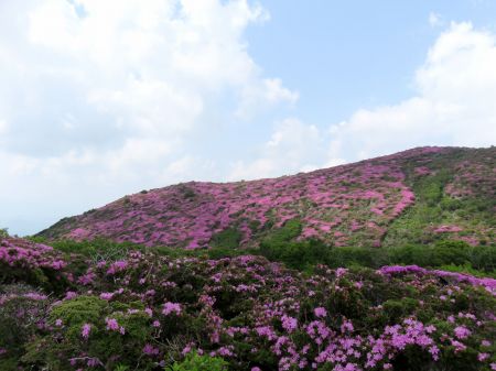 ミヤマキリシマ