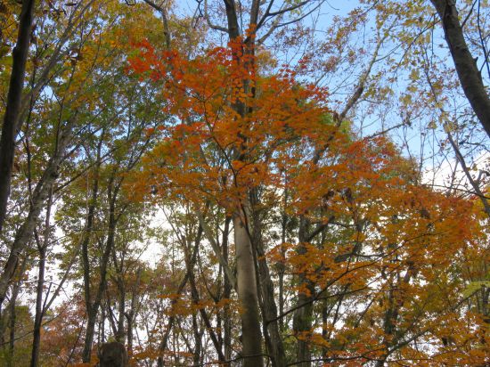 コハウチワカエデ