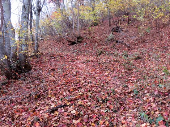 ウリハダカエデ