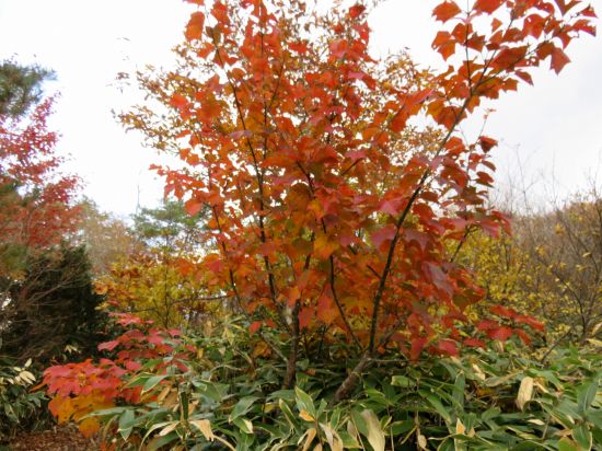 ウリハダカエデ