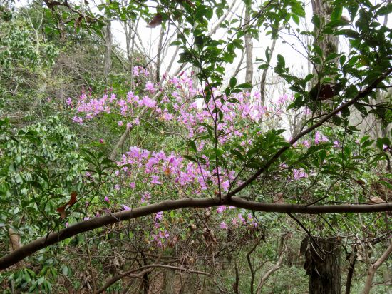 コバノミツバツツジ