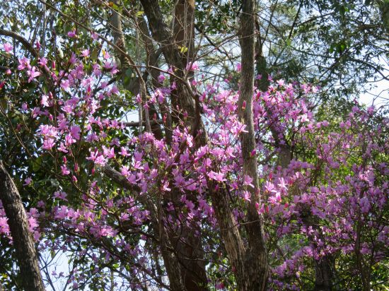 コバノミツバツツジ