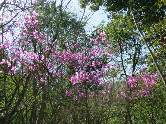 コバノミツバツツジ