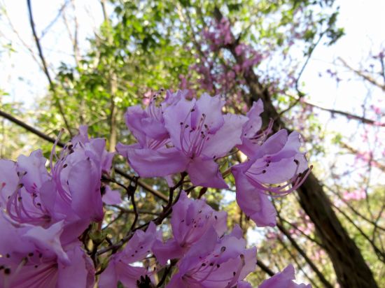 コバノミツバツツジ