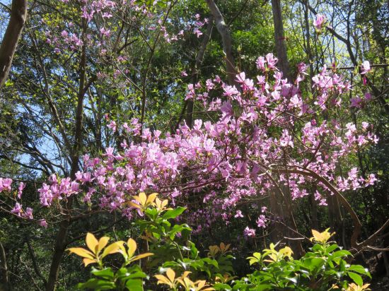 コバノミツバツツジ