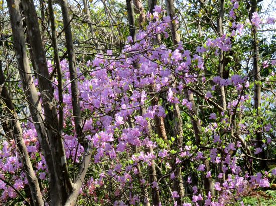 コバノミツバツツジ