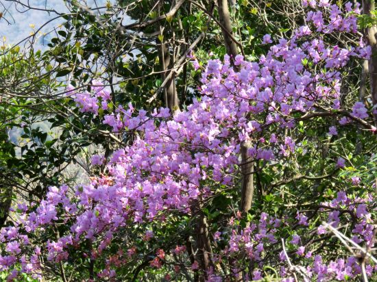 コバノミツバツツジ