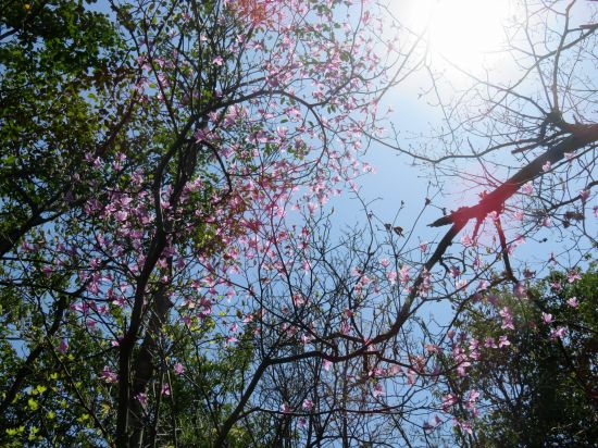 コバノミツバツツジ