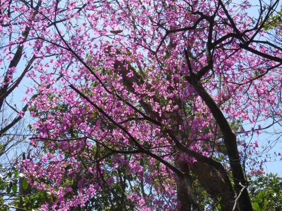 コバノミツバツツジ