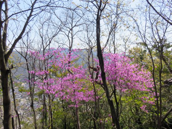 コバノミツバツツジ