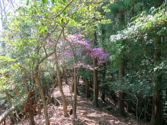 コバノミツバツツジ