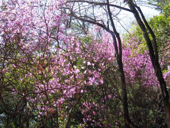 コバノミツバツツジ