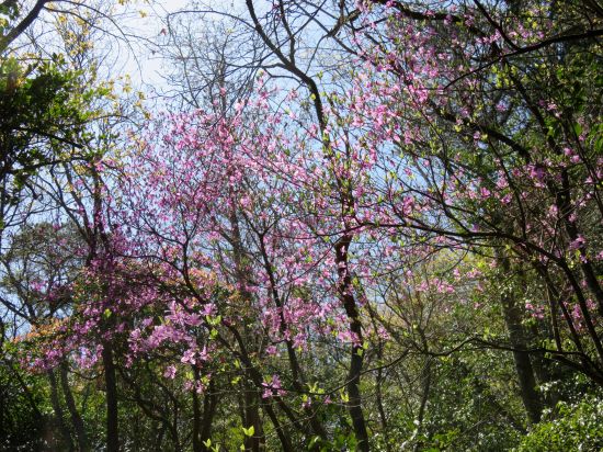 コバノミツバツツジ